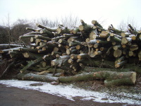 Rodungsarbeiten Image